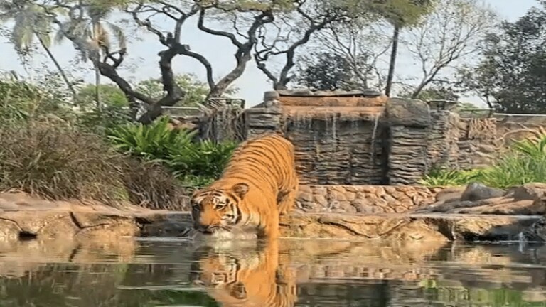 राणीच्या बागेत आता राजाचं राज्य… Mumbai Tak
