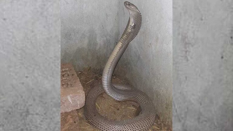 बाप रे बाप ! एका रात्रीत सापाने फस्त केली सशाची १६ पिल्लं mumbaitak