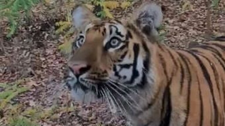 Viral Video : टिपेश्वर अभयारण्यात जिप्सींनी अडवला वाघाचा रस्ता Mumbai Tak