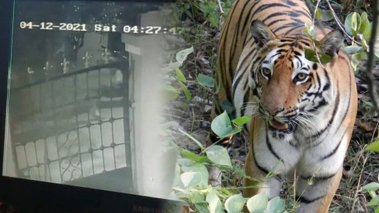खामगावमध्ये वाघाचं दर्शन?; CCTV कैद झालेल्या दृश्यामुळे नागरिकांमध्ये दहशत Mumbai Tak