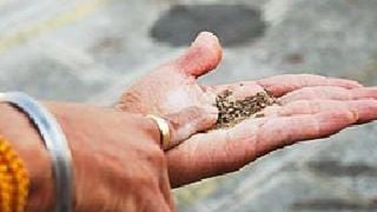 कोल्हापूर : तंबाखू खाण्याची तलफ पडली महागात, हमालाची दीड लाखाची रक्कम चोरट्याने पळवली Mumbai Tak