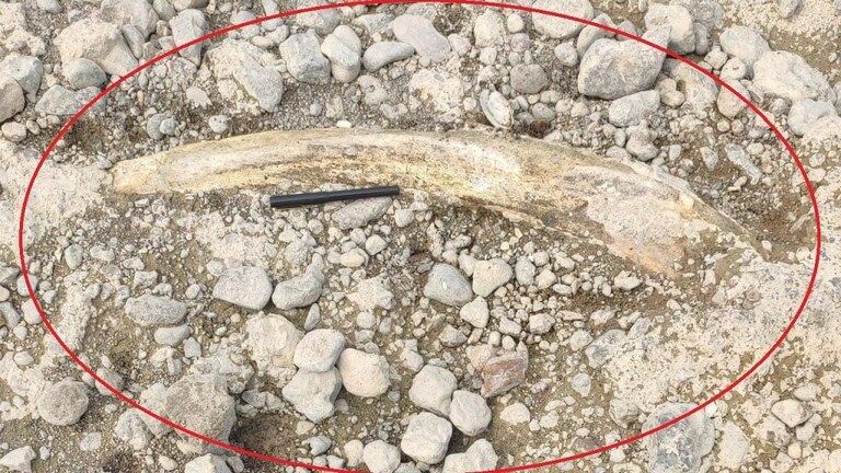 चंद्रपूर: ‘इथं’ सापडली डायनासोरची हाडं?; नेमके कसे सापडले महाकाय अवशेष? Mumbai Tak