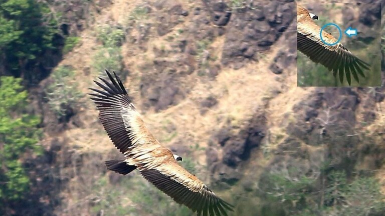 सातारा : सह्याद्री व्याघ्र प्रकल्पात दुर्मिळ ग्रिफॉन गिधाडाची नोंद Mumbai Tak