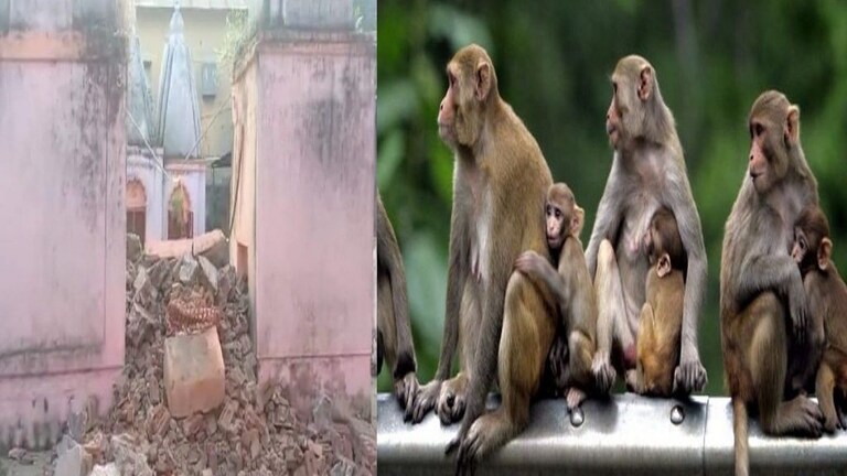 वाशिम : मंदिराच्या छतावर सुरु होता माकडांचा हैदोस, सफाईसाठी आलेल्या व्यक्तीचा स्लॅब कोसळून मृत्यू Mumbai Tak