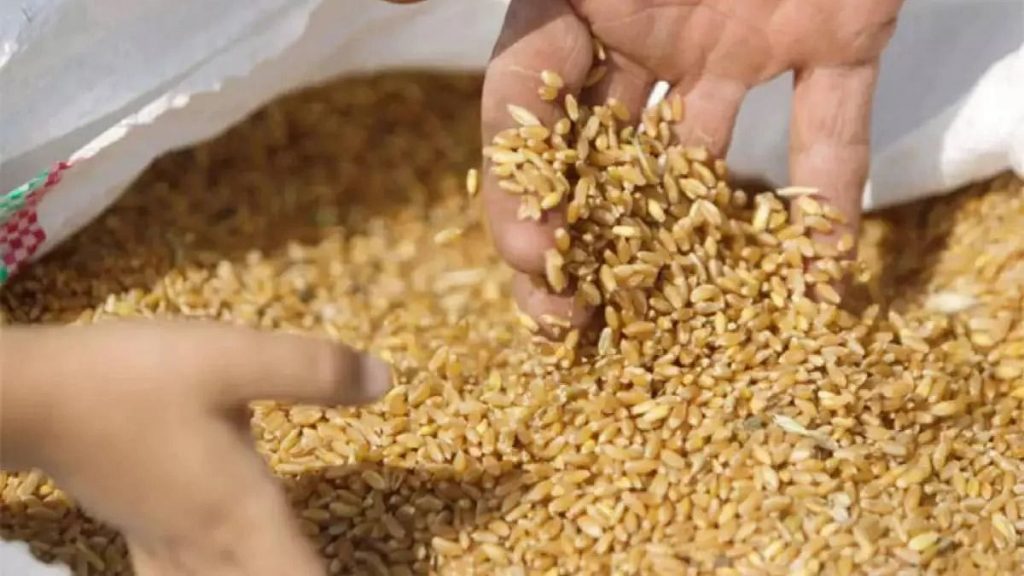भारताने गव्हाची निर्यात रोखली! केंद्राने का घेतला इतका मोठा निर्णय? Mumbai Tak