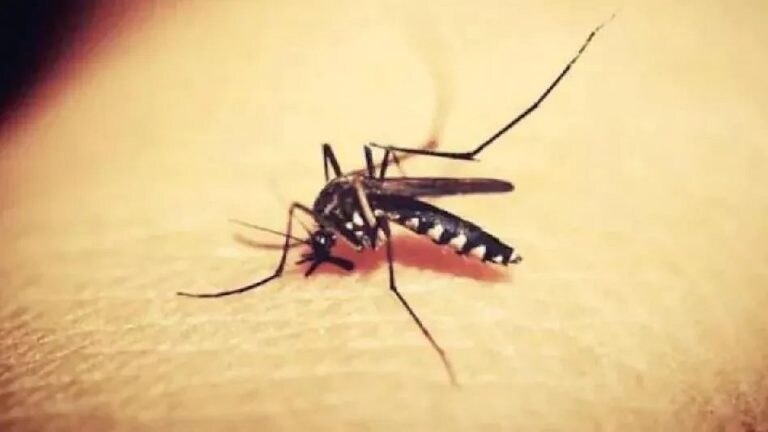 Zika Virus: महाराष्ट्रात नव्या व्हायरसचा धोका.. Pune जिल्ह्यात सापडला झिका व्हायरसचा पहिला रुग्ण Mumbai Tak