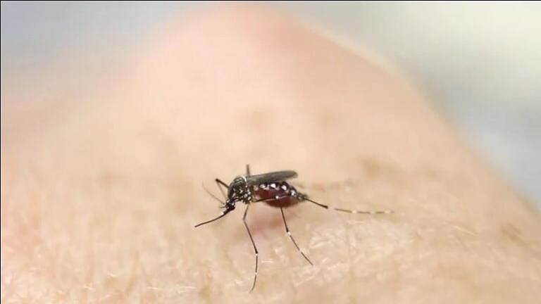 केरळमध्ये Zika virus चे 14 रूग्ण, केंद्र सरकारने पाठवलं तपासणी पथक Mumbai Tak