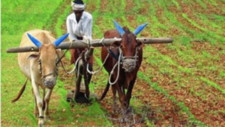 Union Budget 2023 : शेती आणि शेतकऱ्यांसाठी मोदी सरकारच्या बजेटमध्ये काय? Mumbai Tak