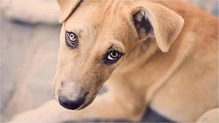 घृणास्पद… कुत्र्यावर बलात्कार, घटना सीसीटीव्हीमध्ये कैद! Mumbai Tak