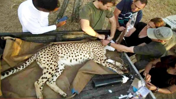 Namibian cheetah Sasha Dies in kuno national park
