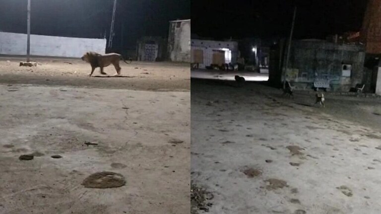 कुत्र्यांची दहशत! गावात आलेल्या सिंहाला पळवून लावले, व्हिडिओ व्हायरल Mumbai Tak