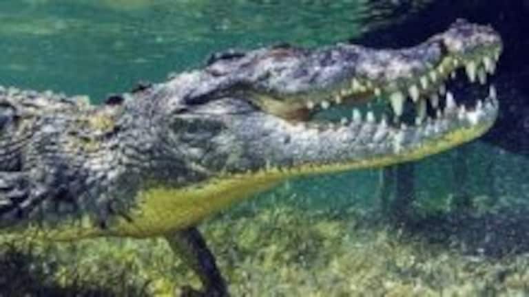 Animals strongest Jaws : ‘या’ प्राण्यांच्या जबड्यात अडकला म्हणजे संपलात, आहेत मृत्यूचं द्वार Mumbai Tak