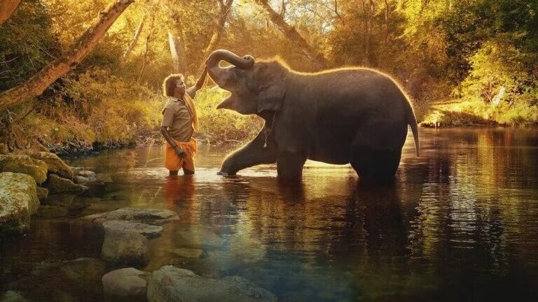 ऑस्करला गवसणी घालणाऱ्या ‘The Elephant Whisperers’ ची काय आहे कहाणी? Mumbai Tak