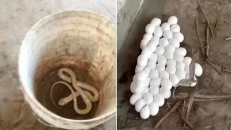 उंदराच्या हत्येनंतर आता सापाच्या खुनाचा खटला, Video झाला व्हायरल mumbaitak