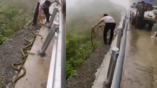 snake video a man picking up poisonous snake in hand