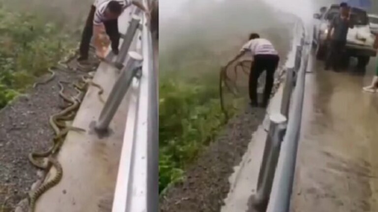 विषारी सापांची झुंड अन् एकटा तरूण.. ‘हा’ Video तुम्हीही बघू शकणार नाही! snake video a man picking up poisonous snake in hand