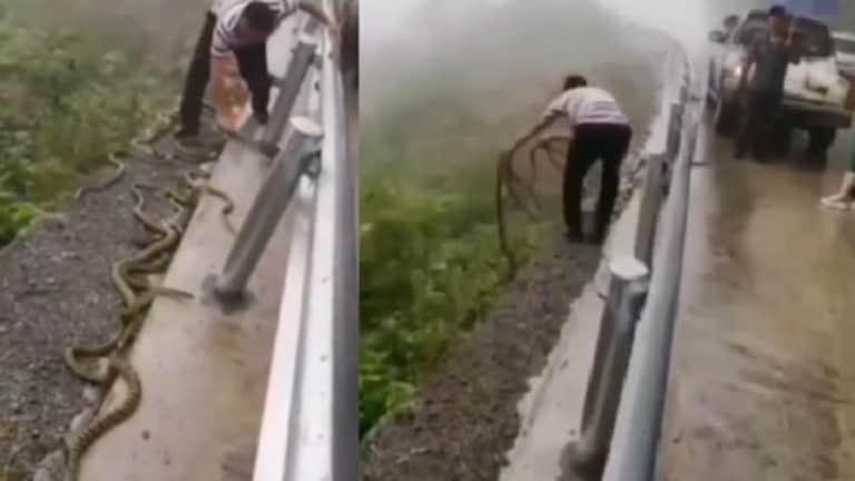 विषारी सापांची झुंड अन् एकटा तरूण.. ‘हा’ Video तुम्हीही बघू शकणार नाही! snake video a man picking up poisonous snake in hand