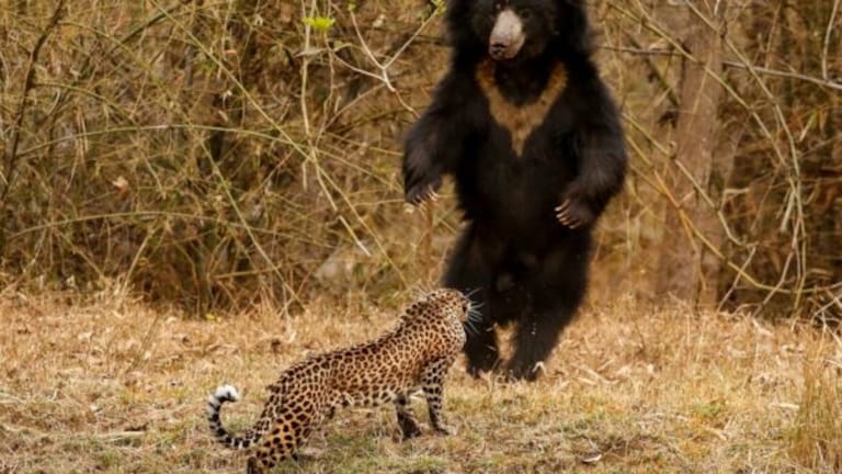 अन् अस्वलाला समोर पाहून बिबट्याही घाबरला… ताडोबातील थरारक Video! leopard got scared seeing the bear :