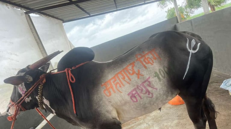 Bullock Cart: भारत केसरी स्पर्धेचा हिरो ठरला कल्याणचा मथूर बैल! child marriage beed bjp girls parents police crime bride groom family