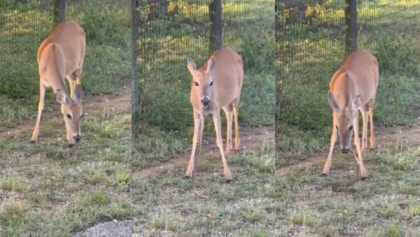 deer eating snake video viral on social media people crazy comments and like