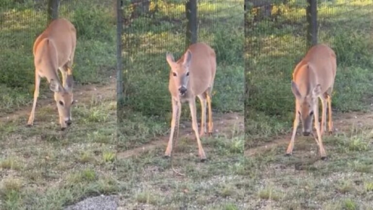 Deer Viral Video : गवत खाऊन कंटाळला! शाकाहारी हरणाचा विषारी सापावर ताव deer eating snake video viral on social media people crazy comments and like