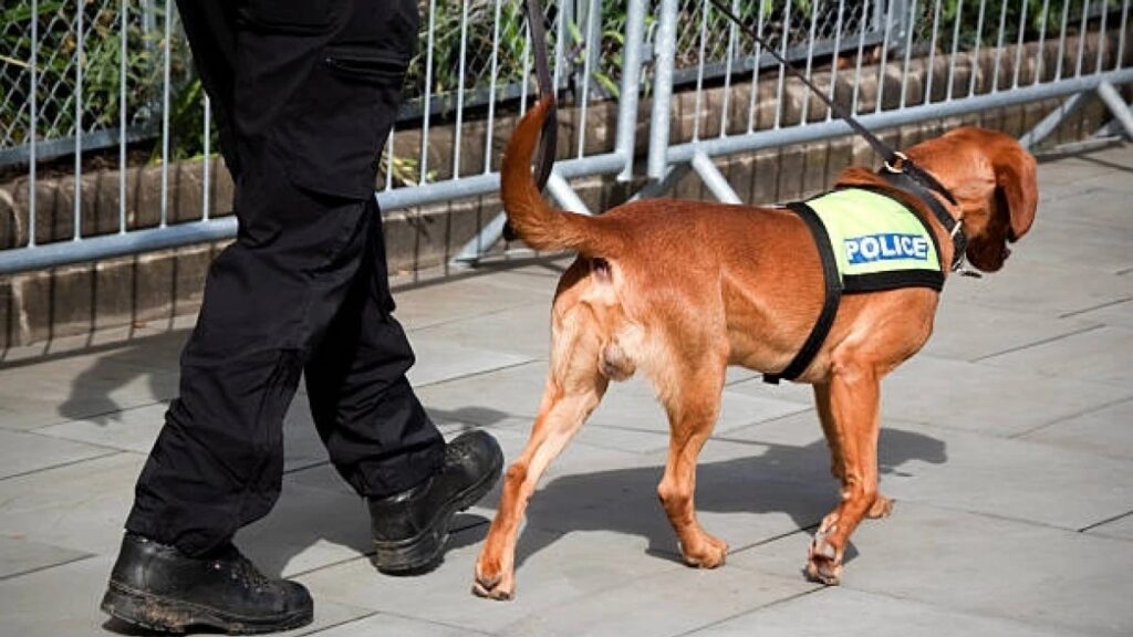 मद्यप्राशन करून पोलिसाच्या कुत्र्याला…, घडली आयुष्यभरासाठी अद्दल drunk man bite dog many time arrested police fine viral story