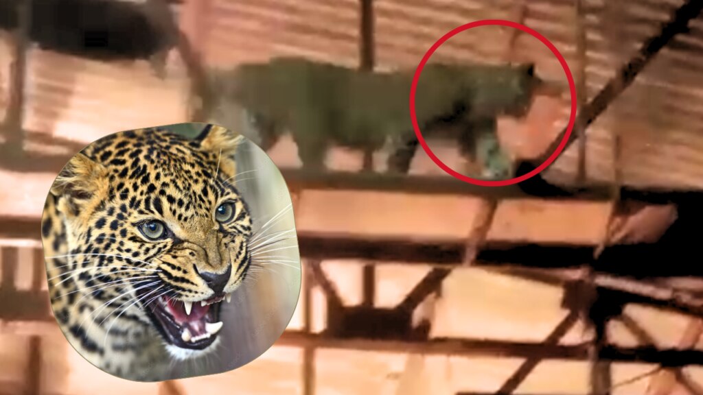 leopard entered goregoan filmcity sets of marathi tv serial sukh mhanje nakki kay asta mumbai news in marathi