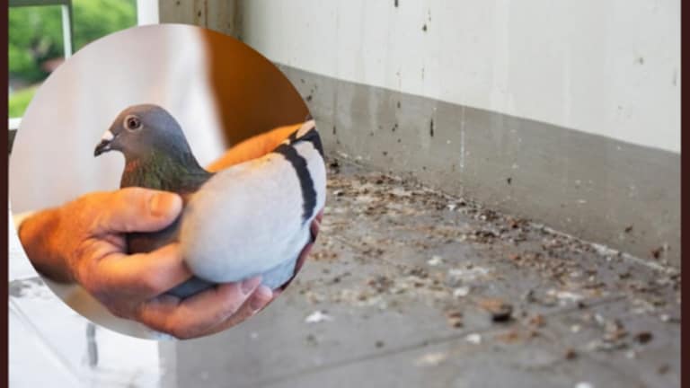 Pune Crime News : 12 वर्षाच्या मुलाला खायला लावली कबुतराची विष्टा A boy was caught and taken to a flat where he was fed pigeon droppings.