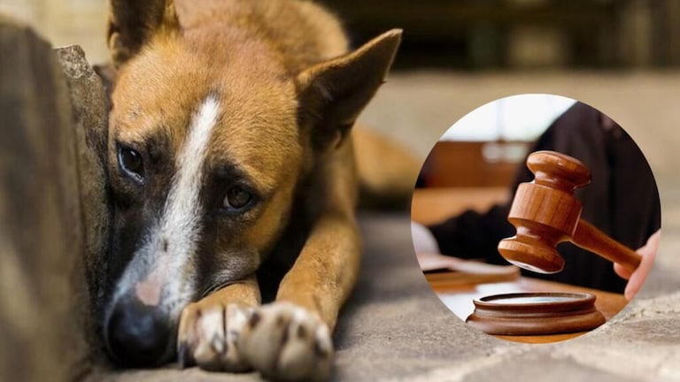 Adam Britton : घृणास्पद! 39 कुत्र्यांसोबत बलात्कार करून हत्या, कारण… australia 39 dogs raped and killed used tortured room british crocodile expert shocking story