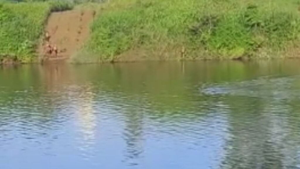 Sangli crocodile swam in front viral video