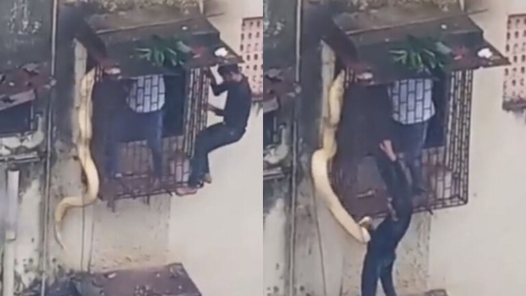 Mumbai Video: बापरे! ठाण्यात किचनच्या खिडकीतून घरात शिरला महाकाय साप mumbaitak