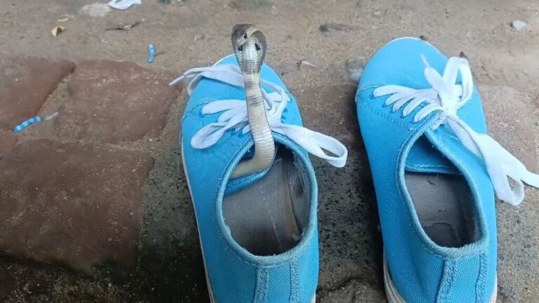 बुटामध्ये होता अतिविषारी कोब्रा, लहान मुलाबाबत नेमकं काय घडलं Tamilnadu snake rescue tamilnadu cuddalore