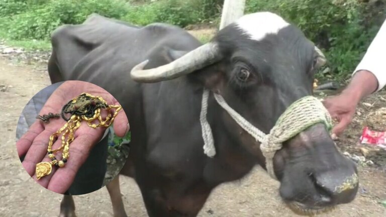 Washim : अंघोळ करताना सोनं काढलं अन् गायब झालं, म्हशीच्या पोटात कसं सापडलं? washim news buffalo swallowed gold animal doctor did operation and removed it