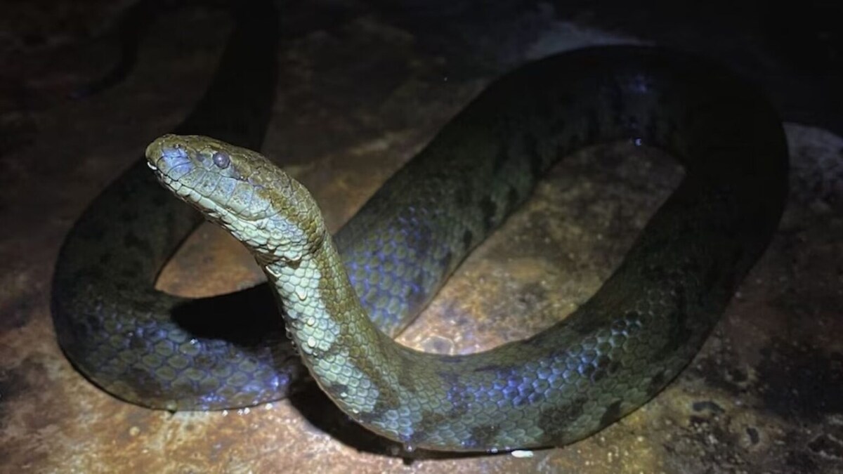 काय? कुत्र्यासारखा दिसणारा साप, व्हिडिओ पाहून डोकं चक्रावेल thane in hotel dog faced water snake found near
