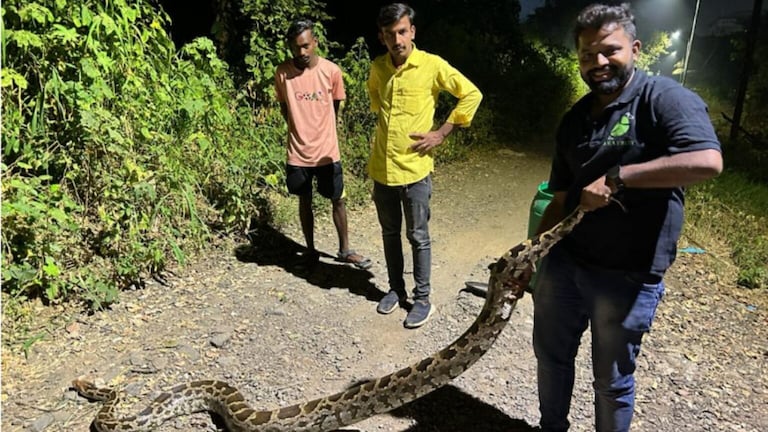 डोंबिवलीतील हायप्रोफाइल परिसरात सापडला महाकाय अजगर Giant python found in high profile area dombivli animal friends gave life snake