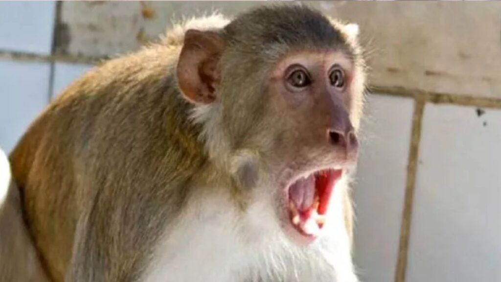 gujarat gandhinagar small boy killed gang monkeys attack