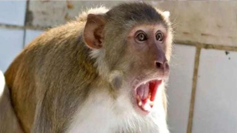 …अन् माकडांच्या टोळक्याने मुलाचं पोट फाडलं, नेमकं घडलं काय? gujarat gandhinagar small boy killed gang monkeys attack