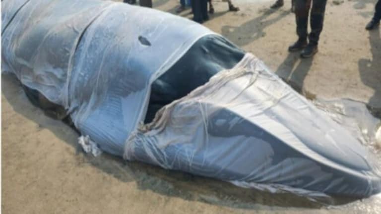 Ratnagiri : ऐकावं ते नवलंच! व्हेल माशाच्या पिलाचा मानसिक तणावामुळे मृत्यू ratnagiri baby whale fish died ganpatipule beach postmortem report mental stress
