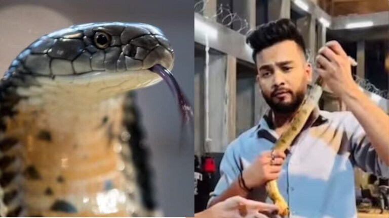 Elvish Yadav: रेव्ह पार्टीमध्ये का नेतात नाग, विषारी साप अन् नशा.. काय आहे कनेक्शन? elvish yadav bigg boss ott snake venom at rave party case What is the connection between snake venom and intoxication