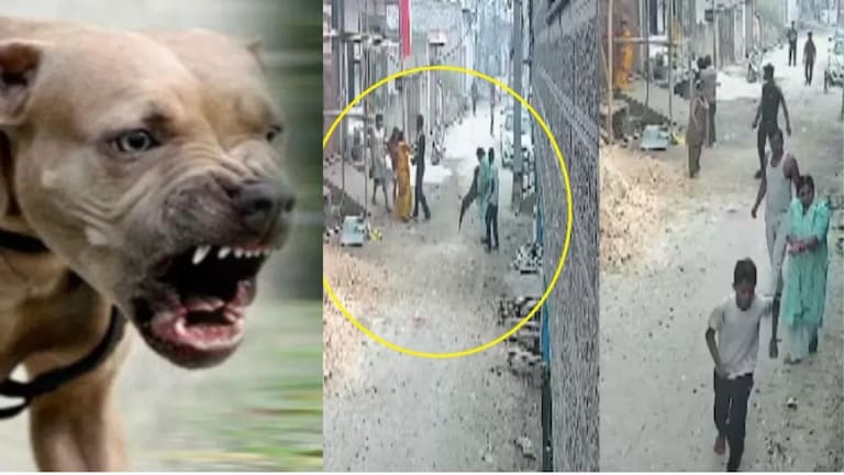 Video : पिटबुल तोडत होता लचके अन् कुटुंब पाहत राहिलं, भयंकर घटना कॅमेऱ्यात कैद mumbaitak