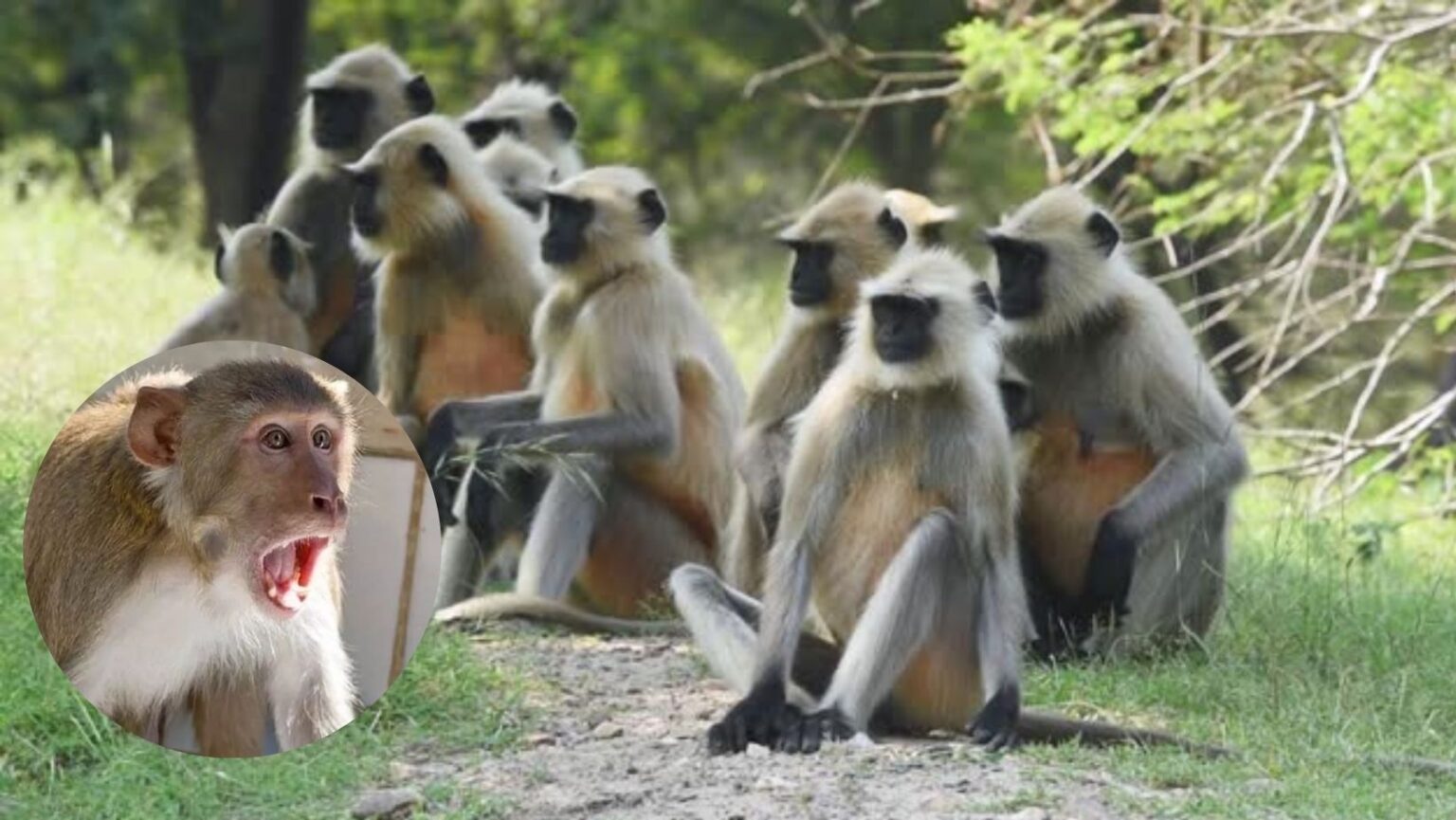 Farmer Avinash Anant Kale demands permission to commit suicide my family government is not taking care of monkeys