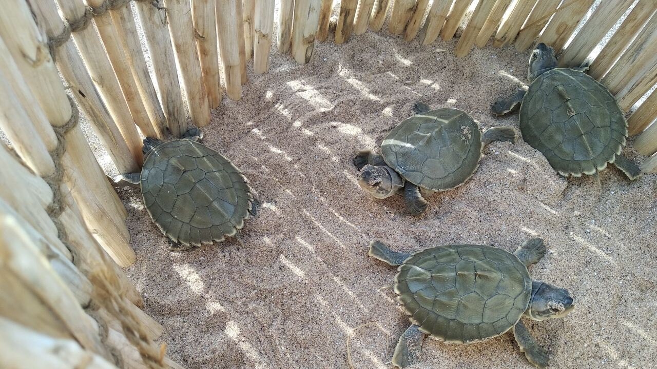 turtles