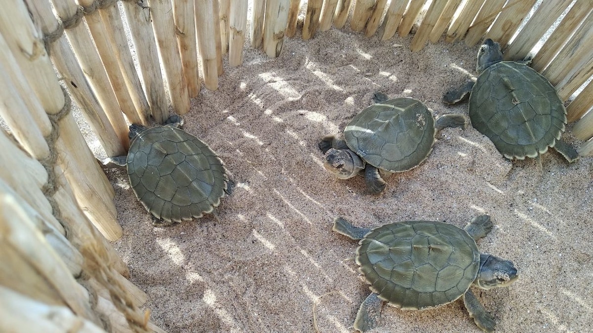 turtles turtles
