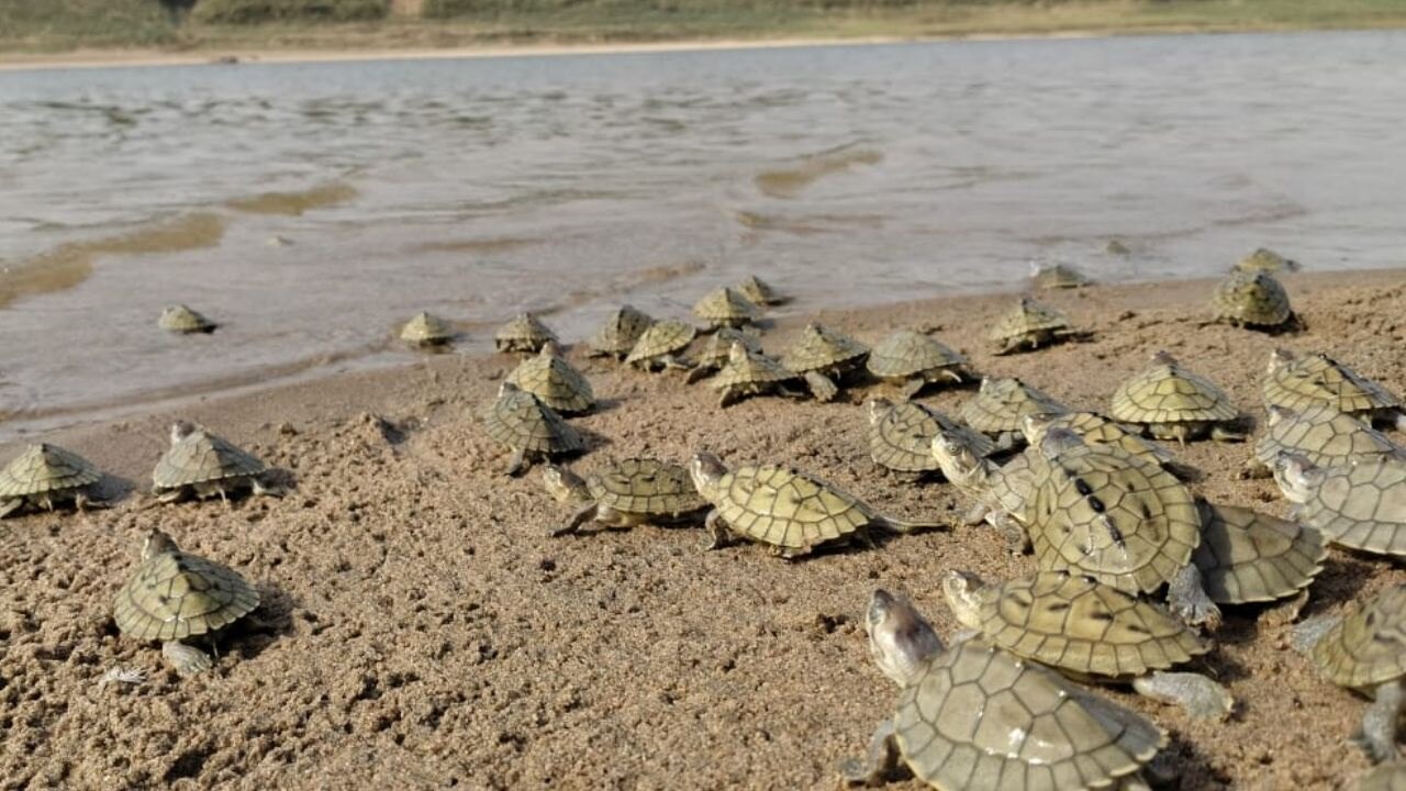 turtles