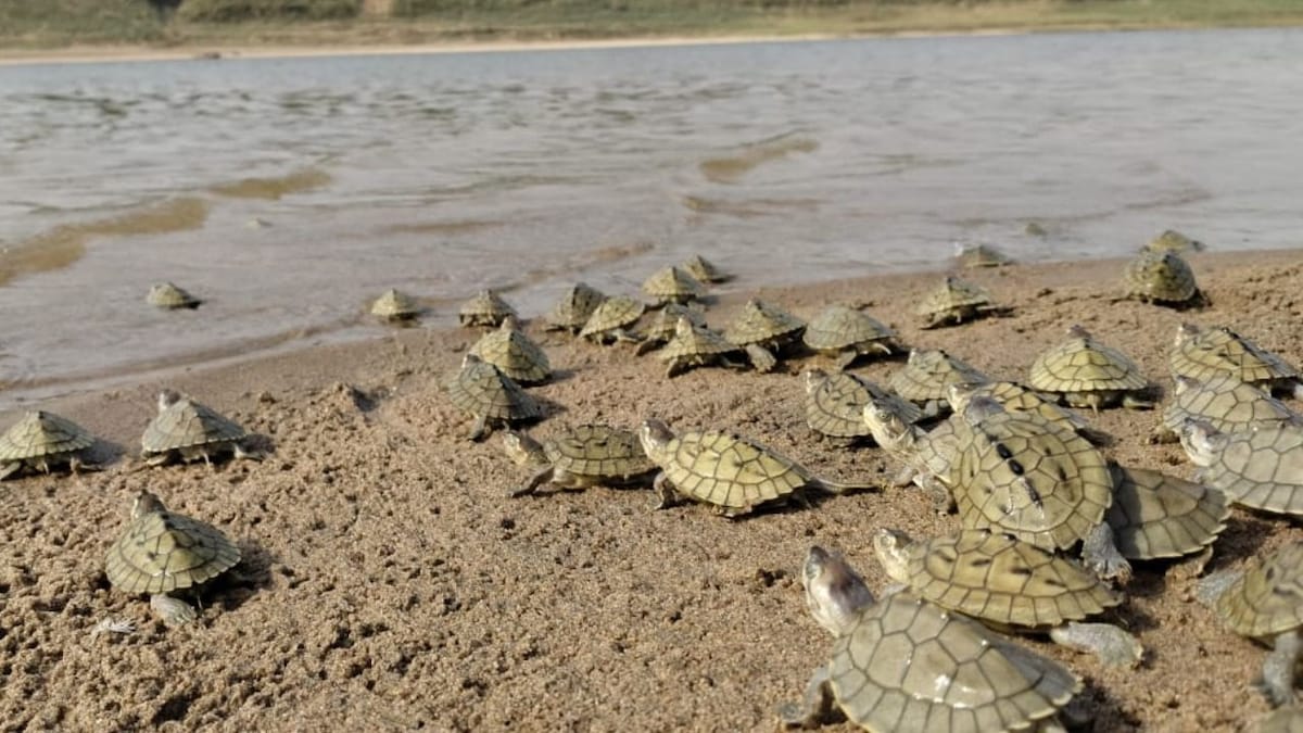 turtles turtles