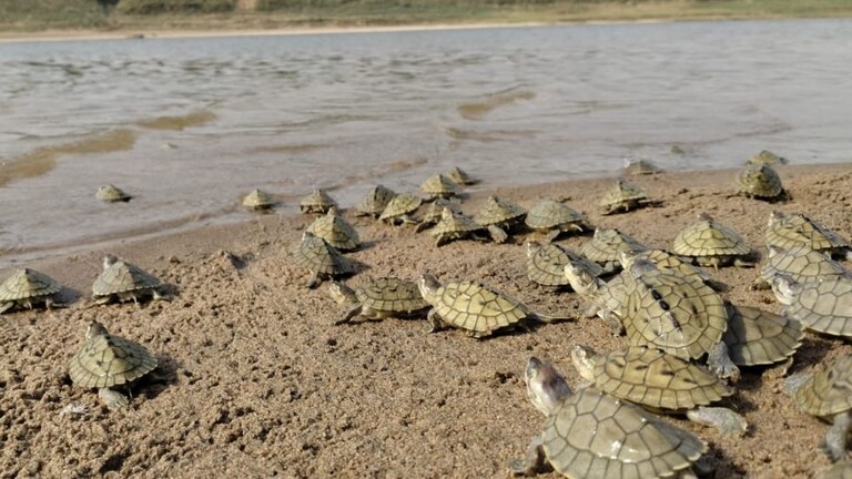 turtles turtles