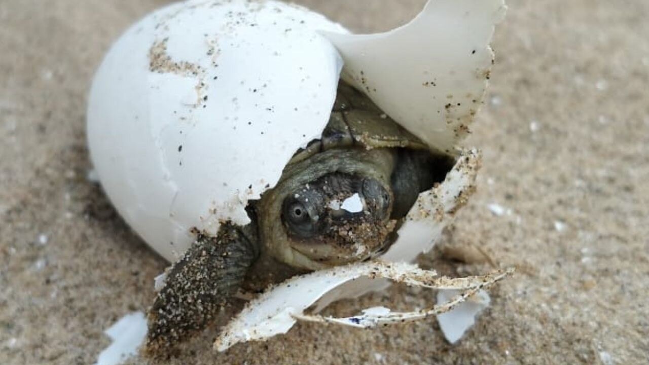 turtles