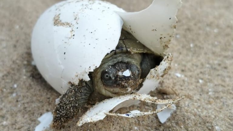 turtles turtles