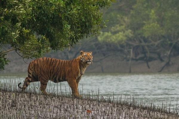 The Sundarbans Photo: Sunderbans National Park website