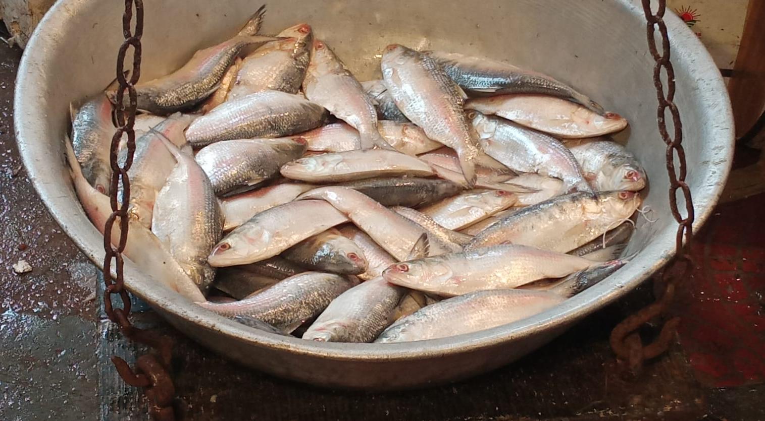 Saraswati Puja jora Ilish Boron and biye bengali rituals- সরস্বতী পুজোয় জোড়া ইলিশ বরণ 